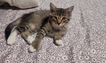 Gromit -  Domestic Short Hair Cat for Adoption in Mokena, Illinois - Gromit | PetCurious