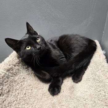 Domestic Short Hair Cats Available for Adoption in Buffalo, New York - Shelbert | PetCurious