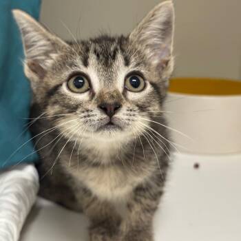 Domestic Short Hair Cats Available for Adoption in League City, Texas - Princess Diana | PetCurious