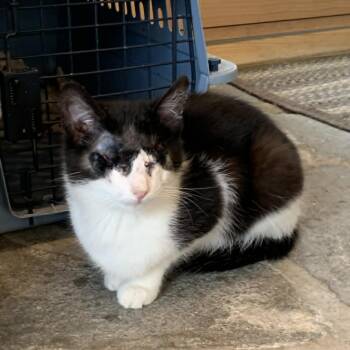 Domestic Short Hair Cats Available for Adoption in Hawley, Pennsylvania - Zelda | PetCurious