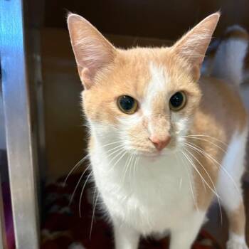 Gnarly FKA Zest -  Domestic Short Hair Cat for Adoption in Chesapeake, Virginia - Gnarly FKA Zest | PetCurious