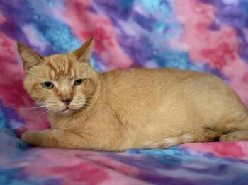 Domestic Short Hair Cats Available for Adoption in Oviedo, Florida - Orwell | PetCurious
