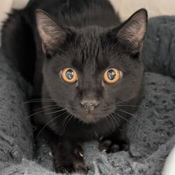 Pepsi -  Domestic Short Hair Cat for Adoption in Sonoma, California - Pepsi | PetCurious