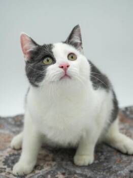 Azriel -  Domestic Short Hair Cat for Adoption in Bowling Green, Kentucky - Azriel | PetCurious