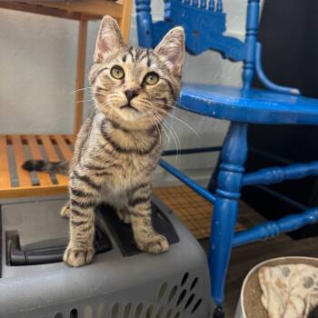 Rescue Domestic Short Hair Cats for Adoption in Portage, Michigan - Howard | PetCurious