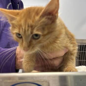 Sally -  Domestic Short Hair Cat for Adoption in Madisonville, Tennessee - Sally | PetCurious