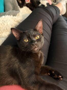 Derrick -  Domestic Short Hair Cat for Adoption in Burnaby, British Columbia - Derrick | PetCurious