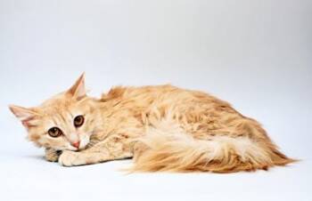 Domestic Short Hair Cats Available for Adoption in Morton Grove, Illinois - Rita | PetCurious