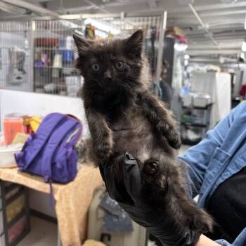 Puca -  Domestic Short Hair Cat for Adoption in New York, New York - Puca | PetCurious