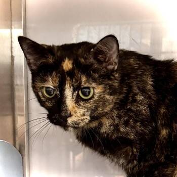 Rescue Tortoiseshell Cats for Adoption in Wyandotte, Michigan - Madam @ Livonia PetSmart | PetCurious