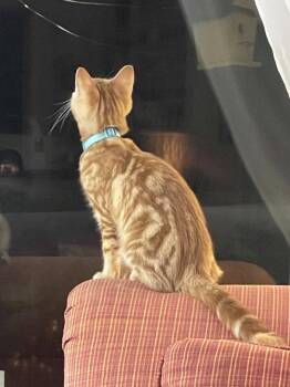 Amber Lynn -  American Shorthair Cat for Adoption in St. Peters, Missouri - Amber Lynn | PetCurious