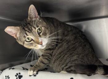 Domestic Short Hair Cats Available for Adoption in Palo Alto, California - MILO | PetCurious