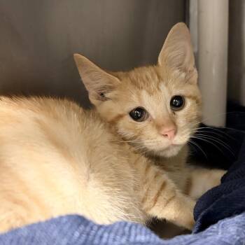 Tango -  Domestic Short Hair Cat for Adoption in Marshall, Virginia - Tango | PetCurious