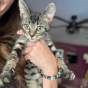Tony Tony Chopper -  Domestic Short Hair Cat for Adoption in Port Richey, Florida - Tony Tony Chopper | PetCurious