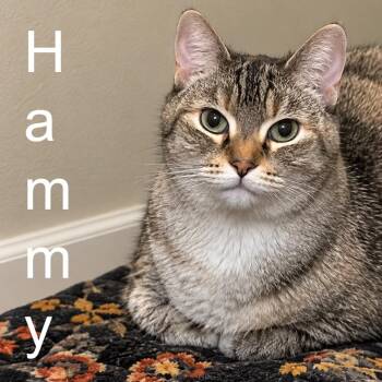 HAMMY (bonded w/Lola) -  Domestic Short Hair and Siamese Cat for Adoption in Graham, Washington - HAMMY (bonded W/Lola) | PetCurious