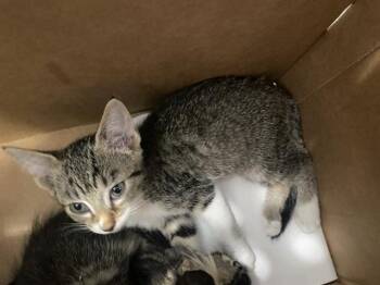 AMAYA -  Domestic Short Hair Cat for Adoption in Dallas, Texas - AMAYA | PetCurious
