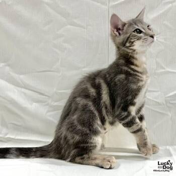 Ivory -  Domestic Short Hair and Tabby Cat for Adoption in Washington, District Of Columbia - Ivory | PetCurious