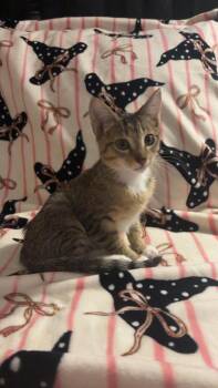 Pickles -  Domestic Short Hair Cat for Adoption in Miami, Oklahoma - Pickles | PetCurious