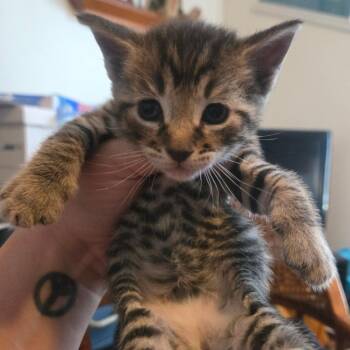 American Shorthair Cats Available for Adoption - Thunder | PetCurious