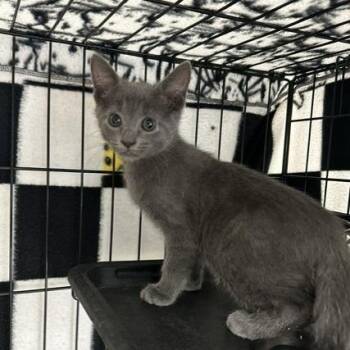 Roan -  Domestic Short Hair Cat for Adoption in Indianapolis, Indiana - Roan | PetCurious