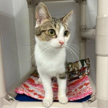 Domestic Short Hair Cats Available for Adoption in Dayton, Ohio - Firefly | PetCurious