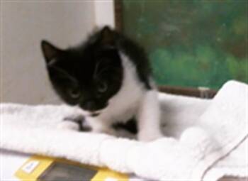 INDIGO -  Domestic Short Hair Cat for Adoption in Houston, Texas - INDIGO | PetCurious