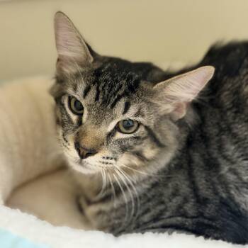 Armani -  Domestic Long Hair Cat for Adoption in Cooperstown, New York - Armani | PetCurious