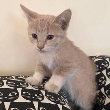 Honey Nut -  Domestic Medium Hair Cat for Adoption in Park City, Utah - Honey Nut | PetCurious