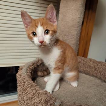 Domestic Short Hair Cats Available for Adoption in Buffalo, New York - Timmy & Redi Rock | PetCurious
