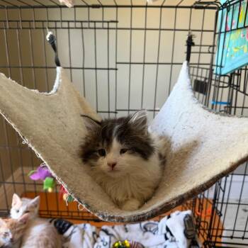 Springy -  Domestic Medium Hair Cat for Adoption in Parkersburg, West Virginia - Springy | PetCurious