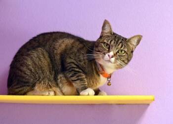 Sabrina -  Domestic Short Hair Cat for Adoption in Baton Rouge, Louisiana - Sabrina | PetCurious