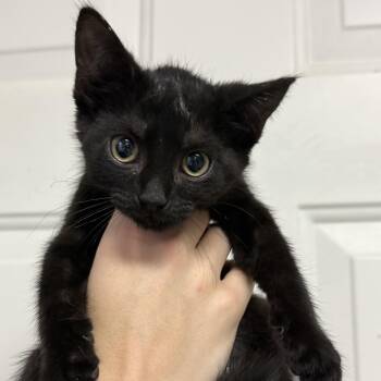Lilypad -  Domestic Short Hair Cat for Adoption in Columbia, South Carolina - Lilypad | PetCurious