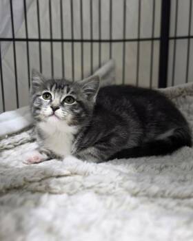 Domestic Short Hair Cats Available for Adoption in Novato, California - Izzy | PetCurious