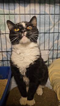 Rescue Domestic Short Hair Cats for Adoption in New York, New York - MIKA - MIRACLE GIRL | PetCurious