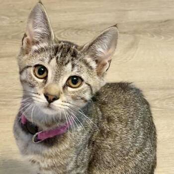 Espeon -  Domestic Short Hair Cat for Adoption in Syracuse, New York - Espeon | PetCurious