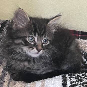 Franklin -  Domestic Long Hair Cat for Adoption in Yardley, Pennsylvania - Franklin | PetCurious