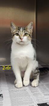 Ziti -  Domestic Short Hair Cat for Adoption in Marion, Mississippi - Ziti | PetCurious