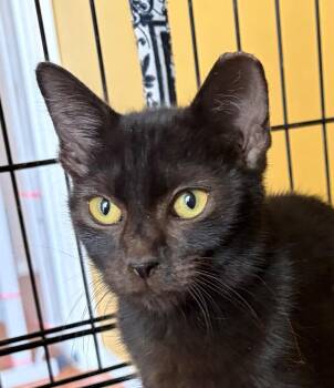 Theo -  Tabby Cat for Adoption in San Antonio, Texas - Theo | PetCurious