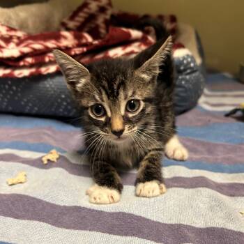 Mario -  Domestic Short Hair Cat for Adoption in Margate, Florida - Mario | PetCurious