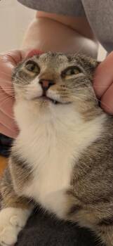 Domestic Short Hair Cats Available for Adoption - Shirley | PetCurious