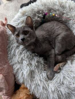 Domestic Short Hair Cats Available for Adoption in Dallas, Texas - Ashley 0459 | PetCurious