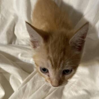 Toby Dyal-DR -  Domestic Short Hair Cat for Adoption in Tallahassee, Florida - Toby Dyal-DR | PetCurious