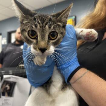 Comma -  Domestic Short Hair Cat for Adoption in Newark, New Jersey - Comma | PetCurious