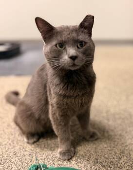 Domestic Short Hair Cats Available for Adoption in Batesville, Arkansas - Gandolf | PetCurious