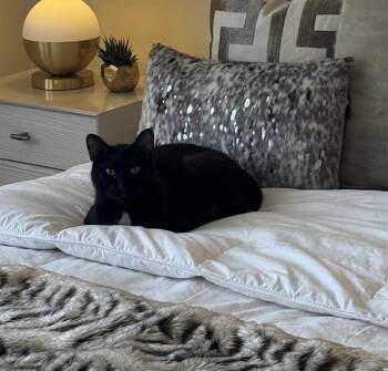 Domestic Short Hair Cats Available for Adoption - ASH | PetCurious