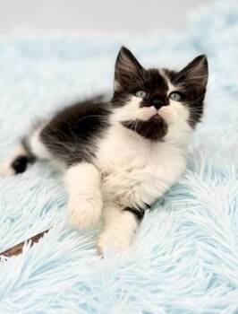 Mugshot -  Ragamuffin Cat for Adoption in Covington, Louisiana - Mugshot | PetCurious