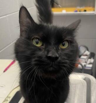 Domestic Medium Hair Cats Available for Adoption in Golden, Colorado - Morticia | PetCurious