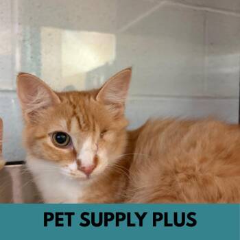 Purrseus -  Domestic Long Hair Cat for Adoption in Lakewood, Colorado - Purrseus | PetCurious