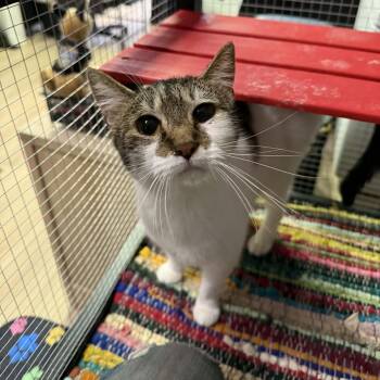 Domestic Short Hair and Tabby Cats Available for Adoption - Izzy | PetCurious