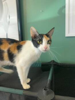Pam -  Domestic Short Hair Cat for Adoption in Marion, Ohio - Pam | PetCurious